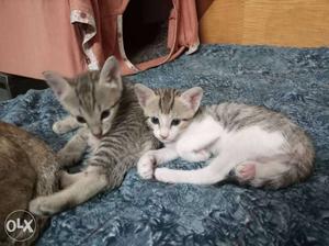 3 black,white,Brown Tabby Kitten