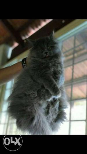 4 months old male persian cat.