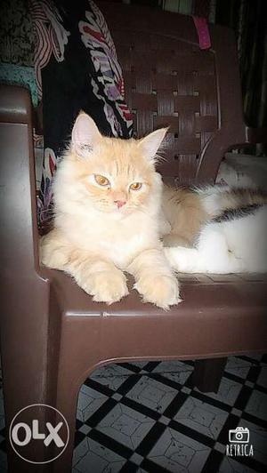 4 months old,persian kittens,doll face,himalayan