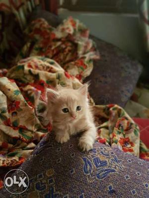 40 days old persian kittens