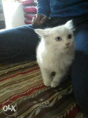6 months old Persian cat female with long furr..