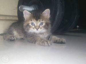 6 persian cats for sale one month old