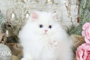 ADORABLE Persian cats and kittens available