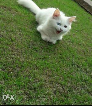 All color cute playfull long fur baby Persian cats kitten