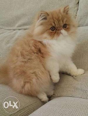 All color long fur quality persian kitten avalible