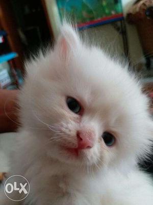 Available in white colour Persian kitten and cat for sale in