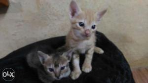 Beautiful kittens for sale, 1 month old, healthy