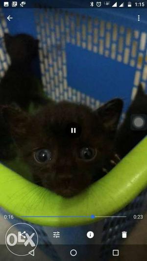 Beautifull short furr black kitten available for