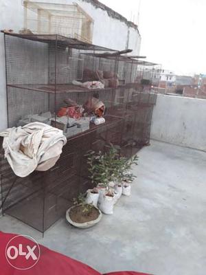 Bird cage for sell arjent