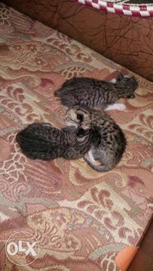 Black And Gray Tabby Kittens