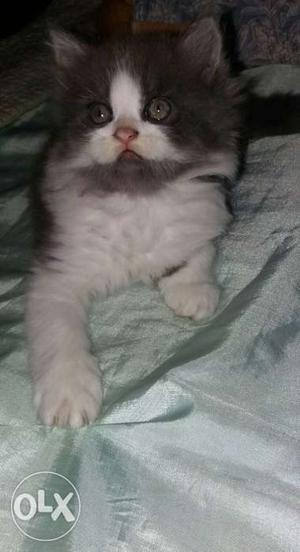Black, grey and white mix persian cat of just 2 months