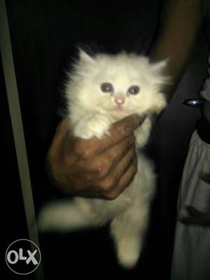 Blue Eye Persian Kitten Nice Baby Cat Available