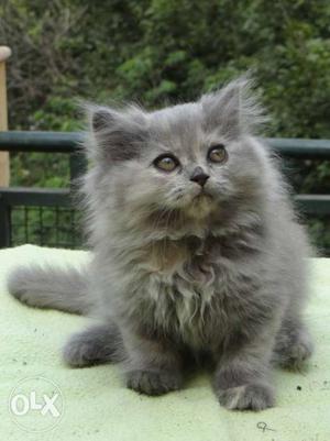 Blue colored pure breed lively Persian Kitten 2