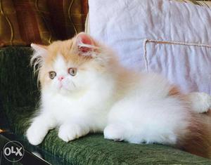 Both avalible persian kitten for sale in all