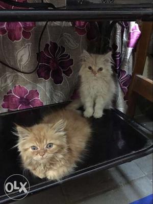 Brown And White Kittens