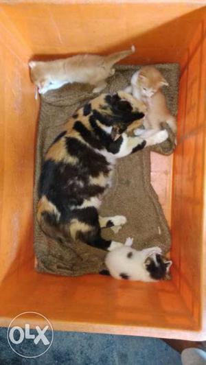 Calico Cat And Kittens