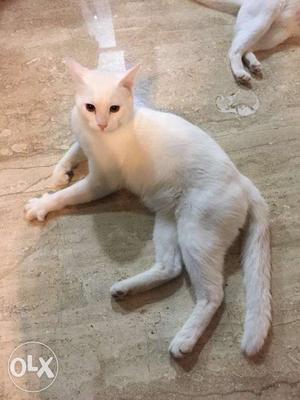 Cat, Turkish kitten, Full white fur.