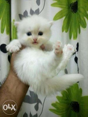 Cute Persian kitten sale all india cash on