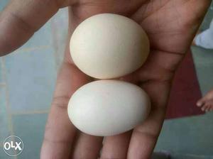 Desi Eggs. Country chicken eggs. Fresh and pure.
