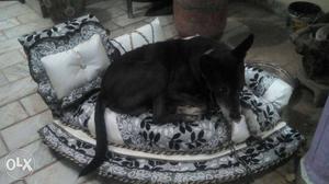 Dog bed new