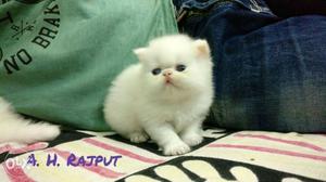 Doll Face Persian Kitten Available Healty And