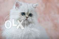 Doll face Perisan cat and kitten with heavy fur and blue