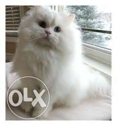 Doll face healthy and active Persian cat and kitten