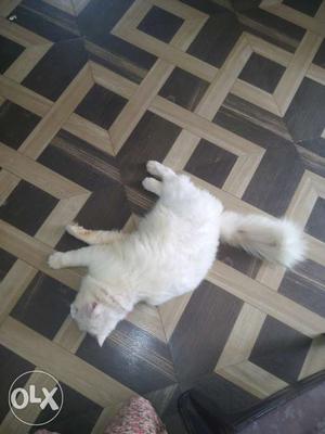 Doll face percian male cat for mating
