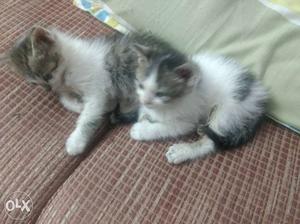 Dual coat 2 persian kitten 1 month old. dewormed and