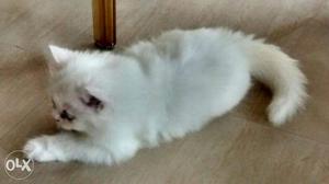 Farsh cat female frsael adimali idki