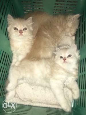 Fawn coloured Persian Kittens for sale