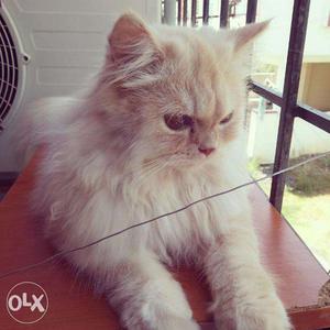 Female Persian Cat 11 months old available for mating