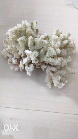 Fresh and salt water tank Dead coral