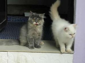 Gray And White Scottish Shorthair Kittens