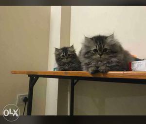 Gray Persian Cats kitten 50 days old each one 11k