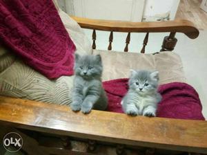 Gray Persian Kittens