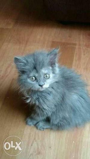 Grey Kitten