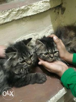 Grey Persian Kittens male and female