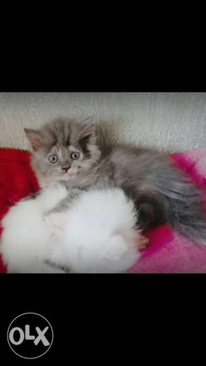 Grey persian kitten