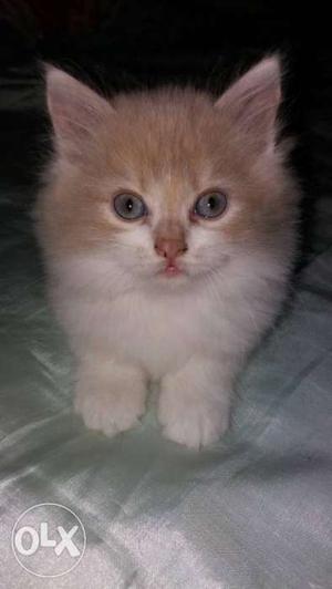 Half White and Half Brown persian Kitten with