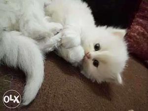 Healthy active baby persian cat kitten sale beautifull color