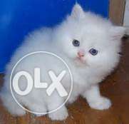 Healthy and active Persian cat and kitten available for sale