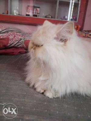 Hi my extreme punch female persian cat 1 year 3month all
