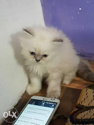 Himalayan cat female kitten 40 days old double