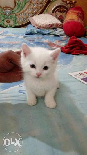 I have 2 cats 30days old iam urjant sale 2 cat