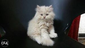 I hv Persian kittens male female both...