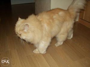 I want to sell my persian cat brown 1 year old