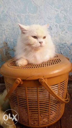 I won't to sell my Persian female cat