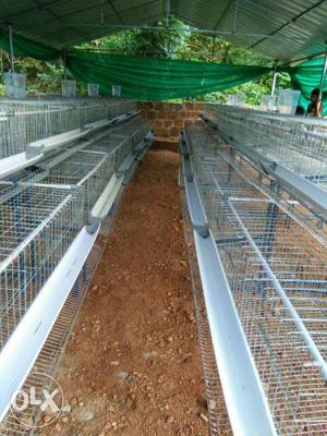 Layer poultry cage manufacturing and farm setting.