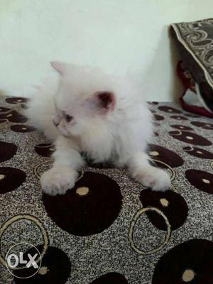 Long-coat White Kitten